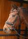 Вуздечка Rosegold Lacque II, Harry's Horse 28000044 фото 1