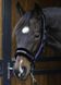 Недоуздок Lyrics Quotes, Harry's Horse 31000055п-3 фото 4
