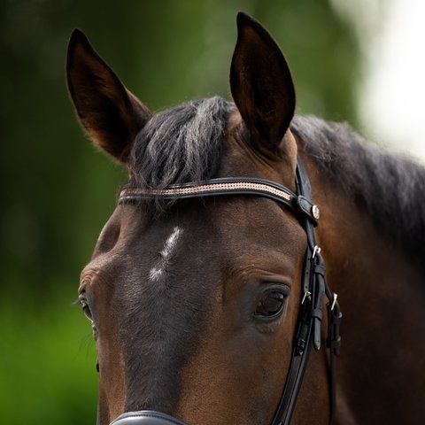 Налобний ремінь Crystal Wave для вуздечки, Harry's Horse 28100054 фото