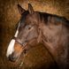 Недоуздок шкіряний Anatomic, Harry's Horse 28500003 фото 3