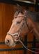 Вуздечка Anatomic, Harry's Horse 28000023 фото 1