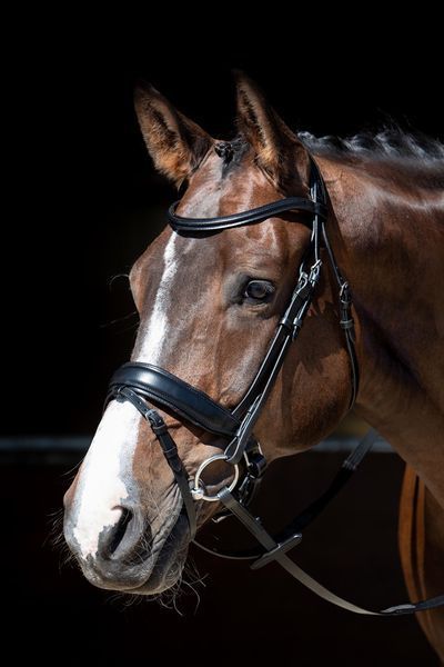 Вуздечка Foramen Free, Harry's Horse 28000048 фото