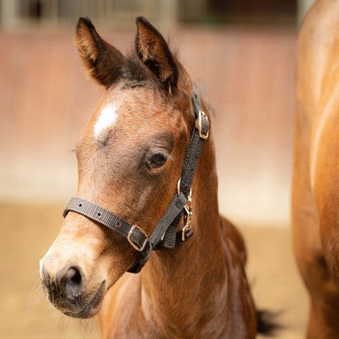 Недоуздок для лошат Harry's Horse 31000300-1 фото