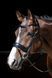 Вуздечка Foramen Free, Harry's Horse 28000048 фото 4