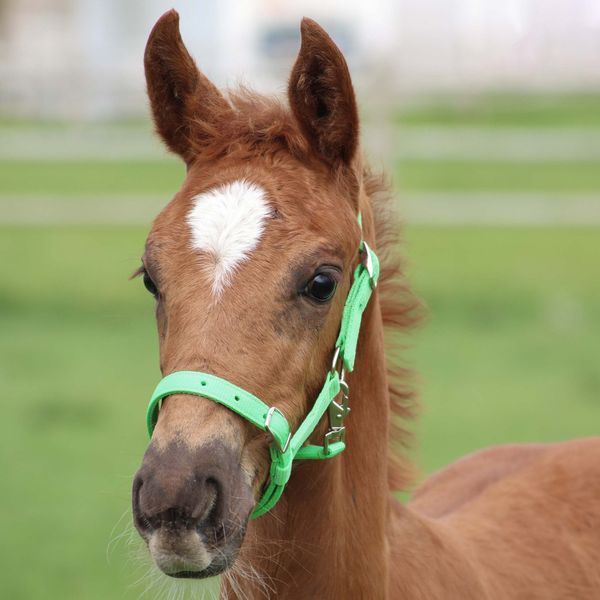 Недоуздок для лошат Harry's Horse 31000300-1 фото