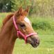 Недоуздок для лошат Harry's Horse 31000300-1 фото 3