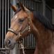 Недоуздок з чомбуром Just Ride Summer Chique, Harry's Horse 31003120 фото 1