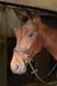 Вуздечка Havanna Navy, Harry's Horse 28000073 фото 1