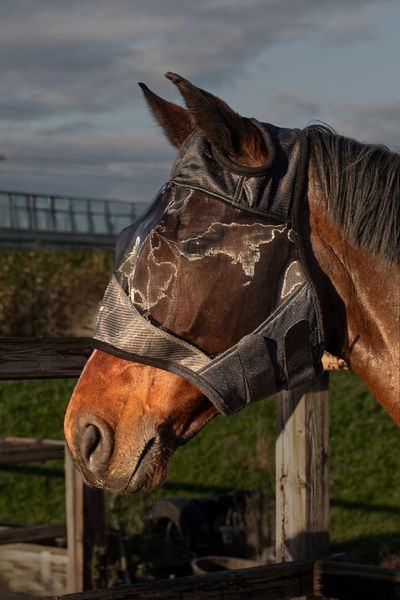 Маска від мух Flyshield без вух для коня, Harry's Horse 31300008 фото