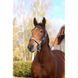 Недоуздок EQUITHEME "Spring" нейлоновий, Ekkia 510257-4 фото 1
