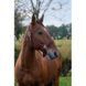 Недоуздок EQUITHEME "Spring" нейлоновий, Ekkia 510257-4 фото 11